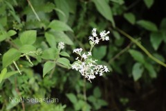 Neanotis tubulosa